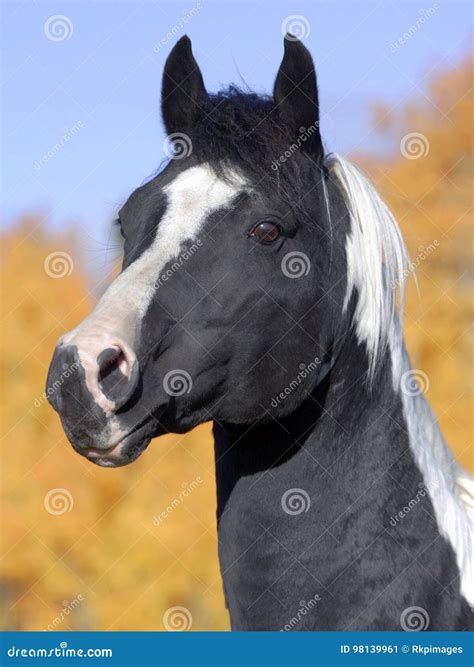 Tobiano Pinto Stallion stock image. Image of vertical - 98139961