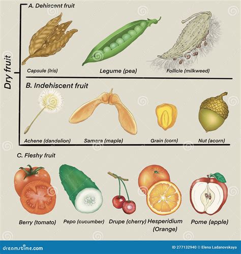 Fruit Types Set of Various Types of Plants Stock Illustration - Illustration of corn, apple ...