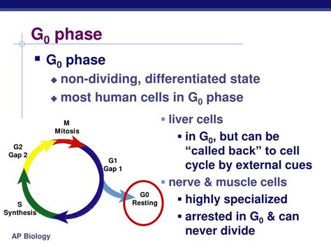 PPT - Regulation of Cell Division PowerPoint Presentation, free download - ID:5619404