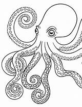 Octopus Coloring Page Printable sketch template