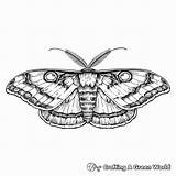 Moth Coloring Pages  Free & Printable sketch template