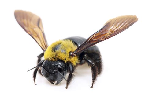 Do carpenter bees sting | Male vs Female carpenter bee - BigBear Pest ...