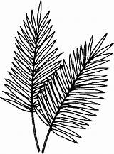 Branches For Coloring  ClipArt Best sketch template