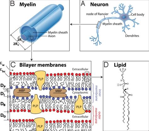 The structure of the myelin sheath. The myelinated axon (A), myelin... | Download Scientific Diagram