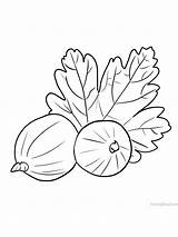 gooseberry coloring Image Free  Fruit Pages Coloring sketch template