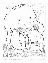 Manatee Coloring Page sketch template