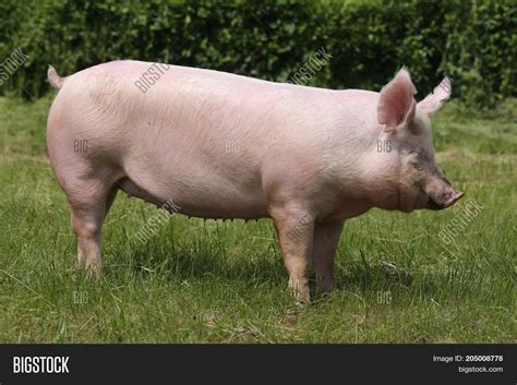 Pink Pig Grazing On Image & Photo (Free Trial) | Bigstock