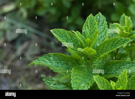 Spearmint plant hi-res stock photography and images - Alamy