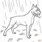 Boxer Dog coloring Page  Free Printable Coloring Pages sketch template