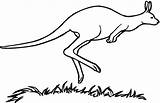 Free Printable Kangaroo Coloring Pages For Kids sketch template