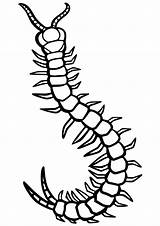Centipede Coloring Page sketch template