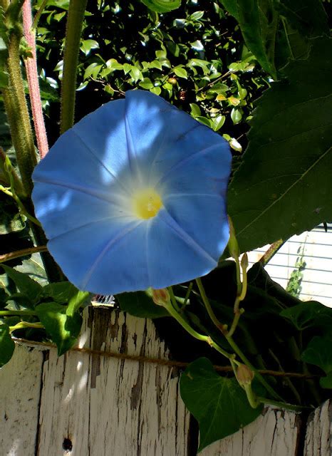 Photo #44459 | Ipomoea tricolor 'Heavenly Blue' | plant lust