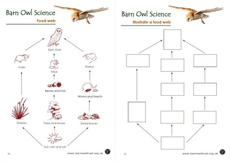 Barn Owl conservation: Science educational resources - The Barn Owl Trust