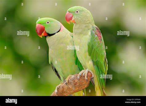 Indian ringneck parrot hi-res stock photography and images - Alamy