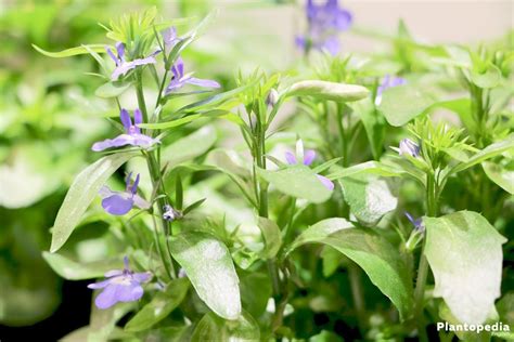 Garden Lobelia, Lobelia erinus - How to grow and care - Plantopedia