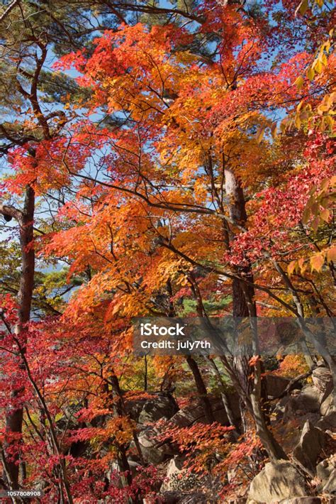 Fall Foliage Stock Photo - Download Image Now - Autumn, Autumn Leaf ...