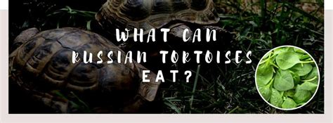 ᐅ What Can Russian Tortoises Eat? | Toxic or Healthy