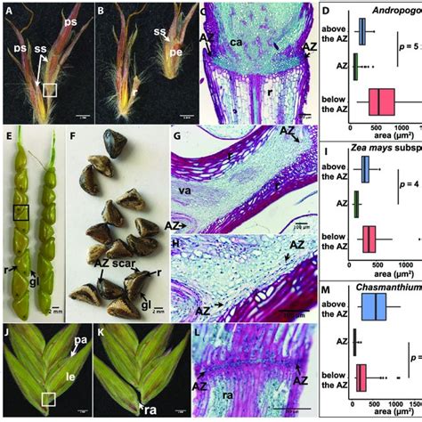 Abscission zone (AZ) of species in subfamily Panicoideae. (A, B, E, F,... | Download Scientific ...