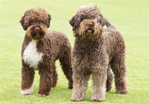 Lagotto Romagnolo Breeds