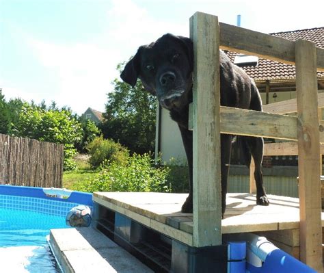 a black dog standing on top of a wooden platform next to a pool