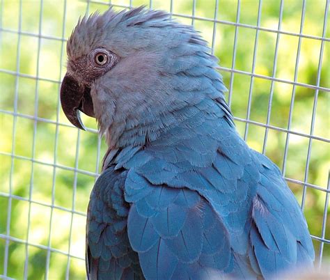 Spix's Macaw Facts, Temperament, Pet Care, Housing, Pictures | Singing ...