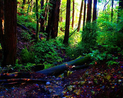 Sunrise in the Redwood Forest Photograph by Ben Upham III | Fine Art ...