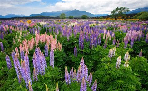 Lupinus Field, South Island, New Zealand | Tour around the world, New ...