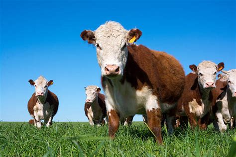 Royalty Free Hereford Cattle Pictures, Images and Stock Photos - iStock