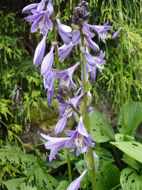 Purple Hosta Flowers By Sharon Popek | ubicaciondepersonas.cdmx.gob.mx