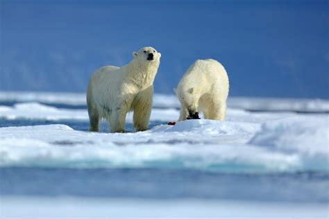 Polar Bear Diet photos (7) | Good Nature Travel Blog