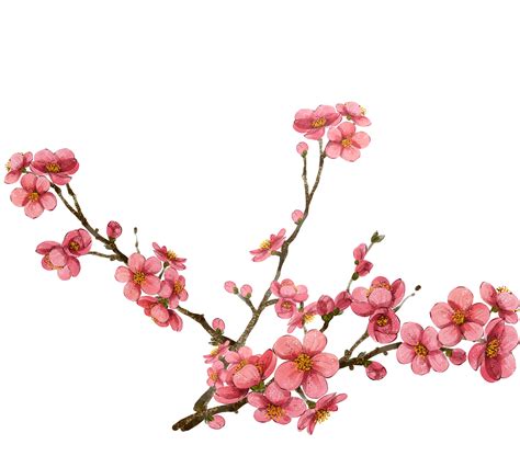 Cherry Blossom Branch Drawing | Free download on ClipArtMag