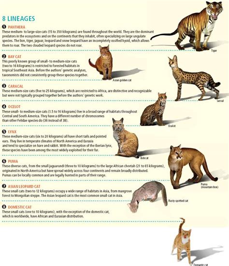 Cat Fossils - Crystalinks