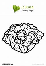 Lettuce Coloring Pages For Kids – Free Printables  Art & Craft sketch template