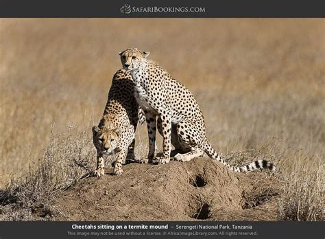 Serengeti Wildlife Photos – Images & Pictures of Serengeti National Park