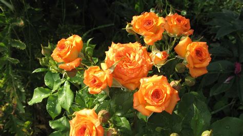 10 Types Of Rare and Stunning Orange Roses - A-Z Animals