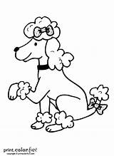 Poodle Dog coloring page  Print Color Fun sketch template