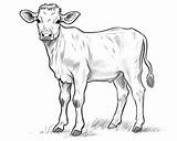 Cow Coloring Pages sketch template