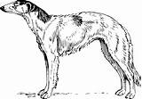 Greyhound Coloring Pages  Best For Kids sketch template