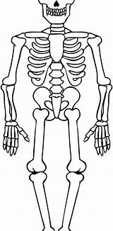 Human Skeleton Coloring Pages  Learny Kids sketch template