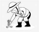 Rice Plant Colouring Pages  Planting Clipart Black And White PNG sketch template