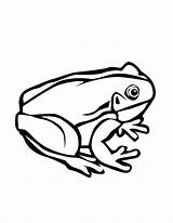 Tree Frog Coloring Pages  Free Download On ClipArtMag sketch template