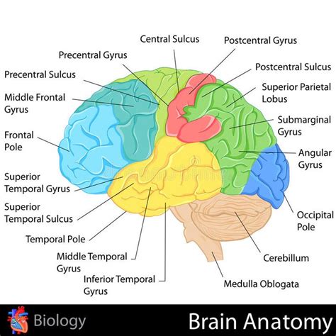 Brain Anatomy. Easy to edit illustration of Brain Anatomy diagram , # ...