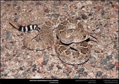 Can you tell the difference between a Western Diamondback Rattlesnake and a Mojave Rattlesnake ...