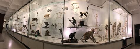 Mainly Museums - Museum of Zoology, University of Cambridge