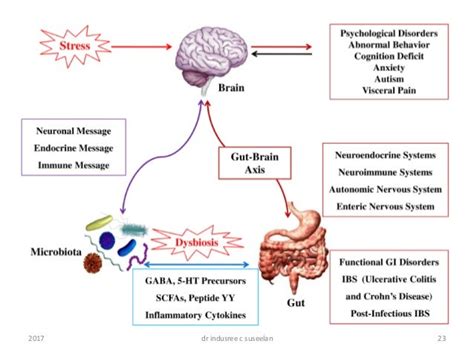 Enteric nervous system