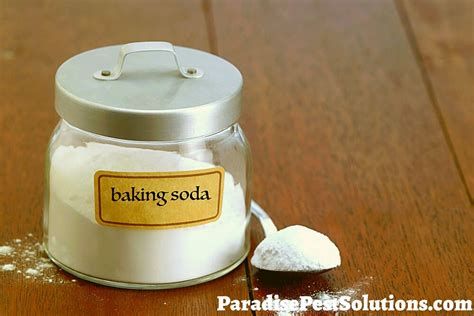 Does Baking Soda Kill Bed Bugs?