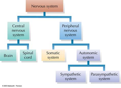 Nervous System Diagram Chart