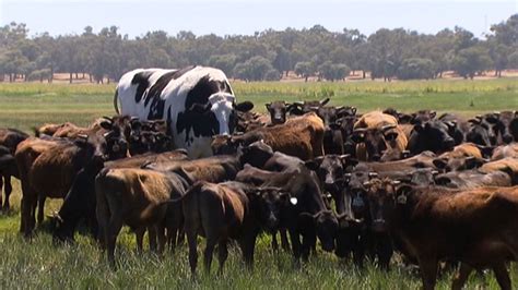 Giant cow towers over cattle