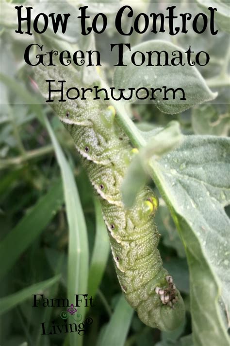 Control Green Tomato Hornworms | Farm Fit Living