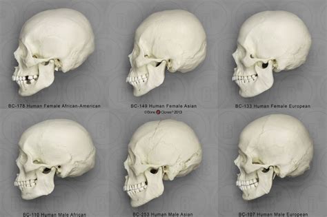 asian female skull - Google Search | Skull reference, Skull anatomy, Anatomy for artists